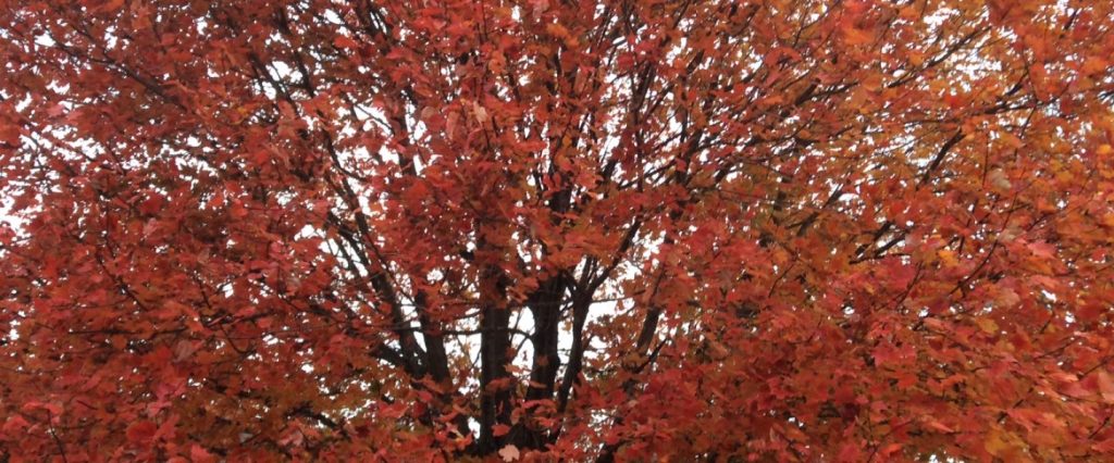 Falling Leaves of&nbsp;Time