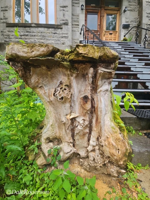 Let the Mighty Stay&nbsp;Fallen